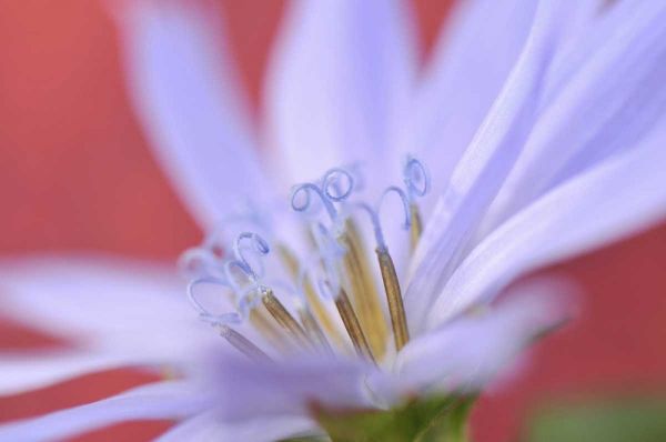 Oregon, Portland Close-up of wild chicory flower